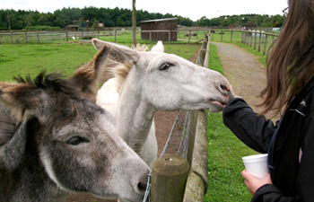 Matlock Farm Park